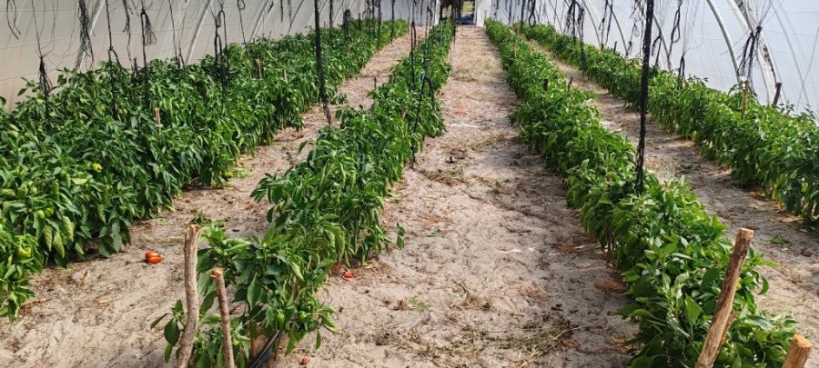 3 Bedroom Property for Sale in Hopefield Rural Western Cape